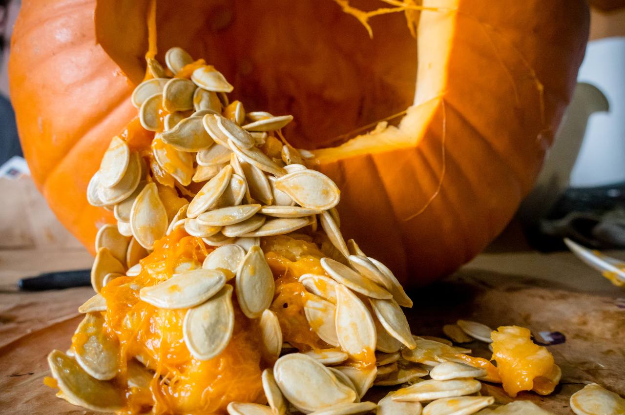 Can Birds Eat Pumpkin Seeds; The Best Way to Feed Them